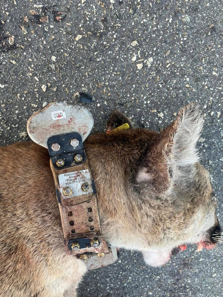 P-104 Adult Male Mountain Lion Killed on PCH